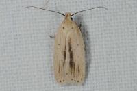 Agonopterix pallorella