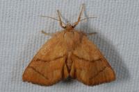 Apoda limacodes