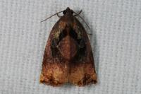 Archips podana