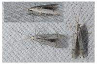 Coleophora hemerobiella