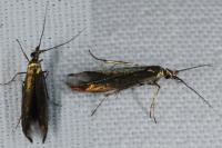 Coleophora