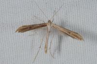 Emmelina monodactyla