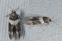Recurvaria leucatella