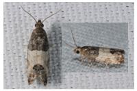 Spilonota ocellana