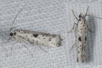 Yponomeuta plumbella