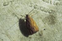 Diurnea lipsiella