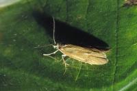Diurnea lipsiella