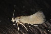 Heliozela lithargyrellum