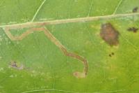 Acalyptris platani