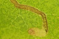 Acalyptris platani