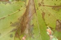 Phyllonorycter platani