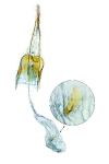 Coleophora limosipennella