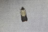Acleris variegana