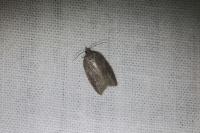Acleris sparsana