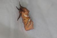 Triodia sylvina