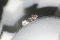 Apotomis turbidana