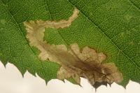 Coptotriche marginea
