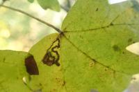 Stigmella aceris
