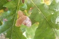 Tischeria decidua