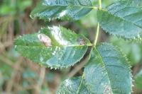 Coptotriche angusticollella