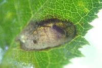 Coptotriche angusticollella