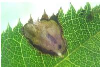 Coptotriche angusticollella