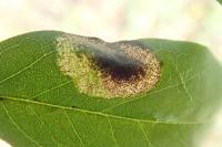 Macrosaccus robiniella