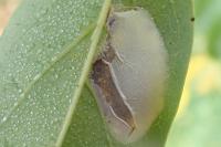 Macrosaccus robiniella