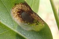 Macrosaccus robiniella