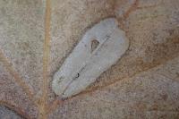 Phyllonorycter platani
