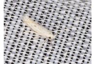 Ptocheuusa paupella