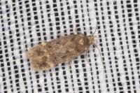 Bryotropha affinis