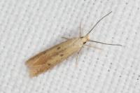 Coleophora salicorniae