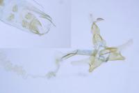 Coleophora salicorniae