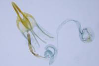 Coleophora salicorniae