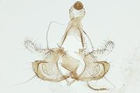 Coleophora mayrella