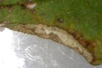 Coptotriche gaunacella