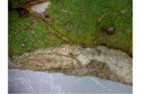 Coptotriche gaunacella