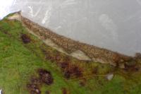 Coptotriche gaunacella