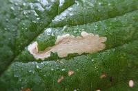 Coptotriche marginea