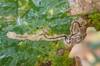 Stigmella speciosa