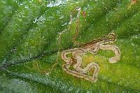 Stigmella aurella