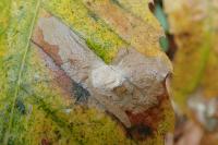 Tischeria ekebladella