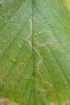 Stigmella microtheriella