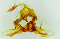 Tortricodes alternella