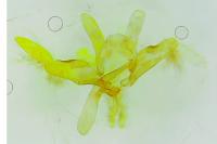 Oxyptilus pilosellae