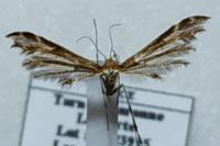Oxyptilus pilosellae