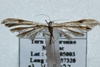 Stenoptilia bipunctidactyla
