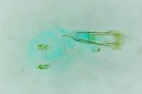 Pyroderces argyrogrammos