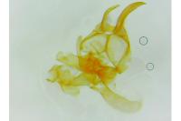 Pyroderces argyrogrammos
